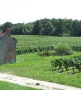 Vignes à Gien - JPG - 106.4 ko