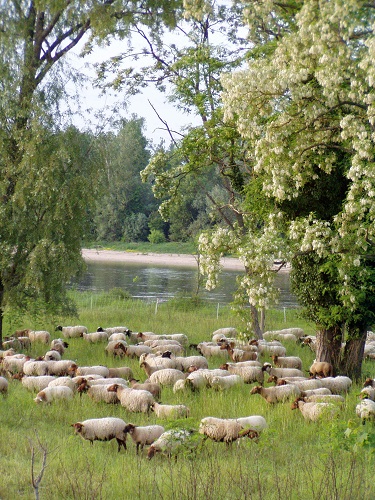 Moutons bord de Loire