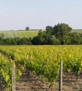 Vignes à Beaulieu sur Loire - JPG - 94 ko