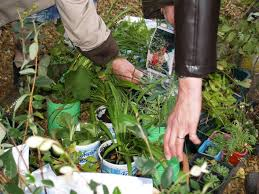 bourse aux plantes